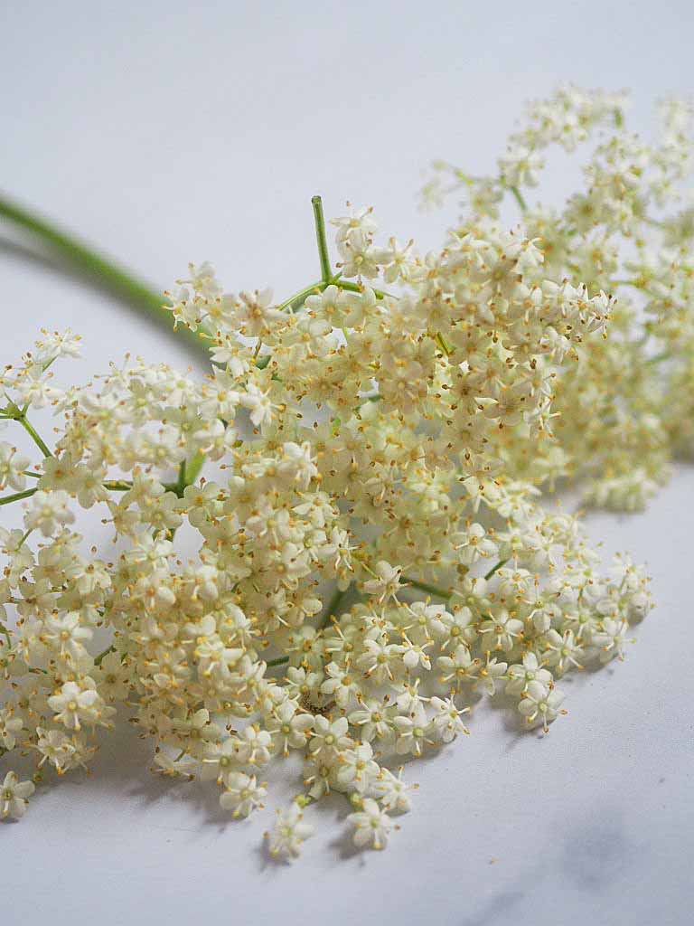 hjemmelavet hyldeblomstsaft med citron